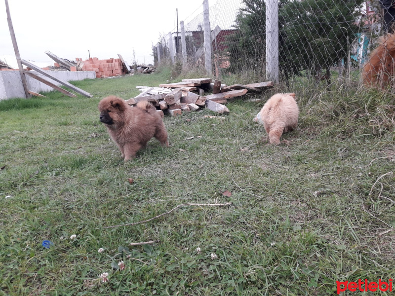 Chow Chow (çin Aslanı), Köpek  Çin aslanı fotoğrafı