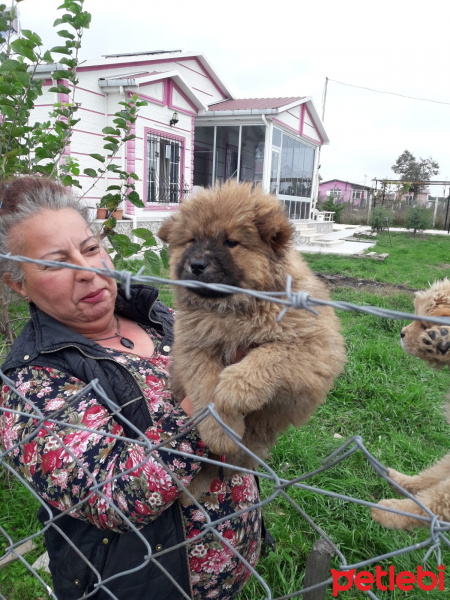 Chow Chow (çin Aslanı), Köpek  Çin aslanı fotoğrafı