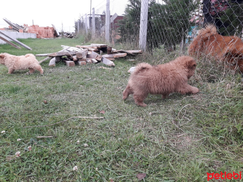 Chow Chow (çin Aslanı), Köpek  Çin aslanı fotoğrafı