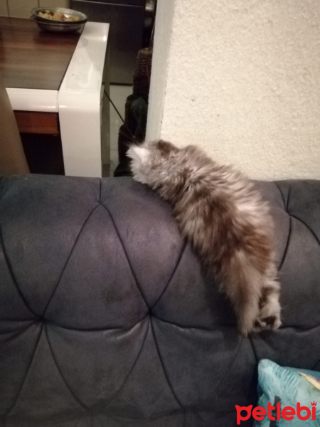 Chinchilla, Kedi  Mia fotoğrafı