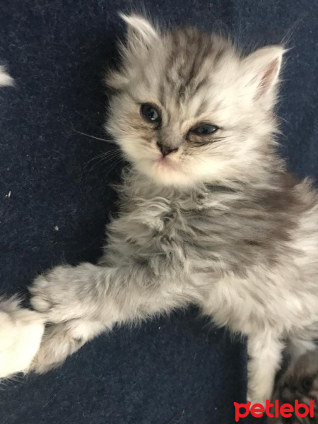 Chinchilla, Kedi  Mia fotoğrafı