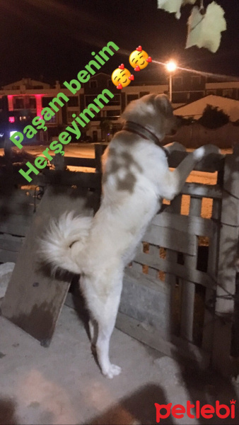 Akbaş, Köpek  Badi fotoğrafı