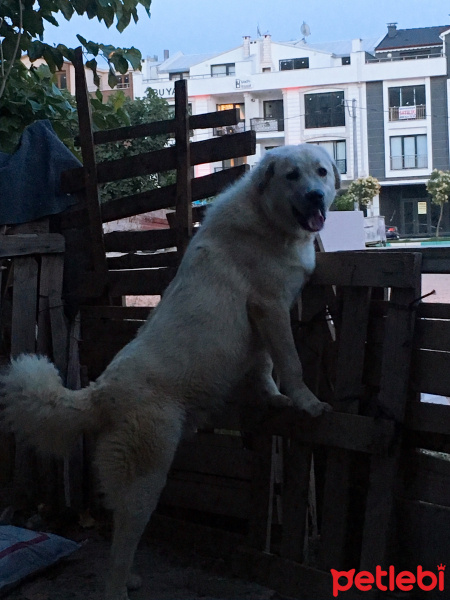 Akbaş, Köpek  Badi fotoğrafı