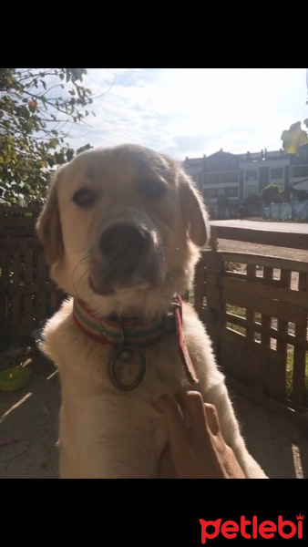 Akbaş, Köpek  Badi fotoğrafı
