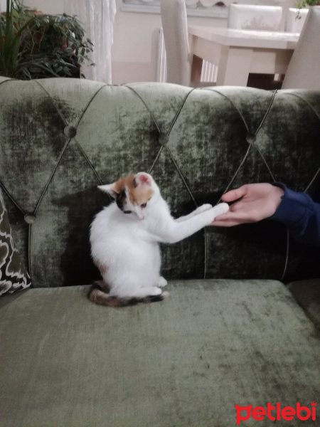 Tekir Kedi, Kedi  Yumak fotoğrafı