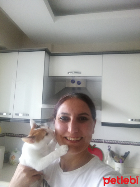 Tekir Kedi, Kedi  Yumak fotoğrafı