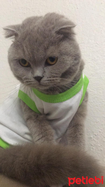 Scottish Fold, Kedi  mia fotoğrafı