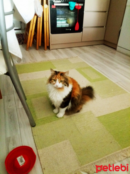 İran Kedisi (Persian), Kedi  Barbie fotoğrafı