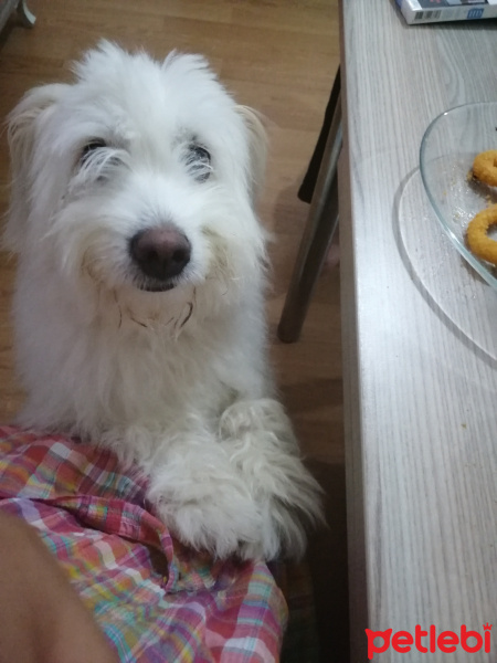 Maltese, Köpek  Mişa fotoğrafı