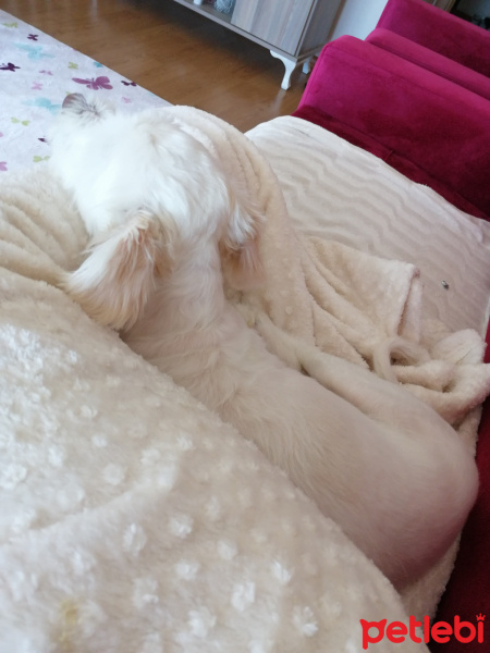 Maltese, Köpek  Mişa fotoğrafı