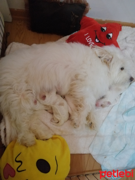 Maltese, Köpek  Mişa fotoğrafı