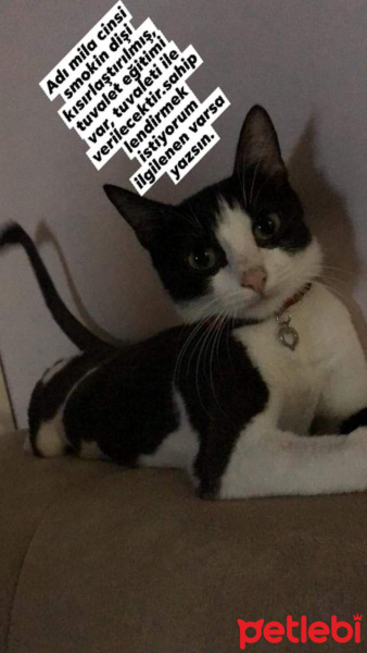 Tuxedo (Smokin) Kedi, Kedi  Mila fotoğrafı