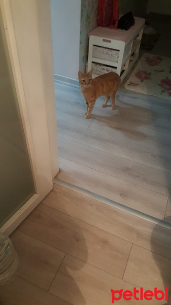 Sarman, Kedi  Buğday fotoğrafı