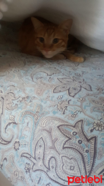 Sarman, Kedi  Buğday fotoğrafı