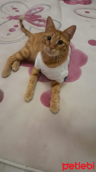 Sarman, Kedi  Buğday fotoğrafı