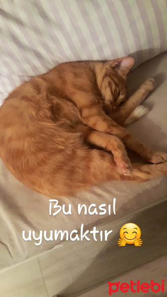 Sarman, Kedi  Buğday fotoğrafı