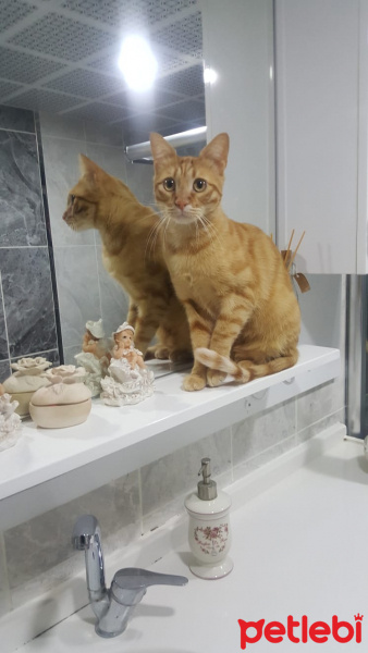 Sarman, Kedi  Buğday fotoğrafı