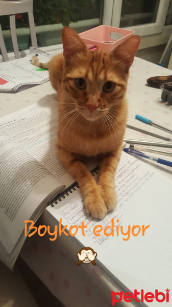 Sarman, Kedi  Buğday fotoğrafı