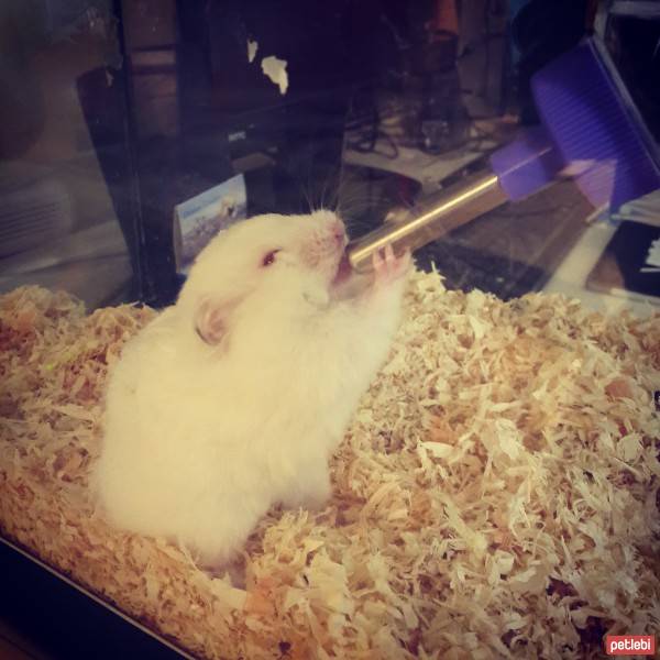 Hamster, Kemirgen  Doris fotoğrafı