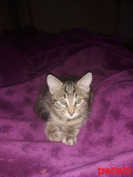 Tekir Kedi, Kedi  Lina fotoğrafı