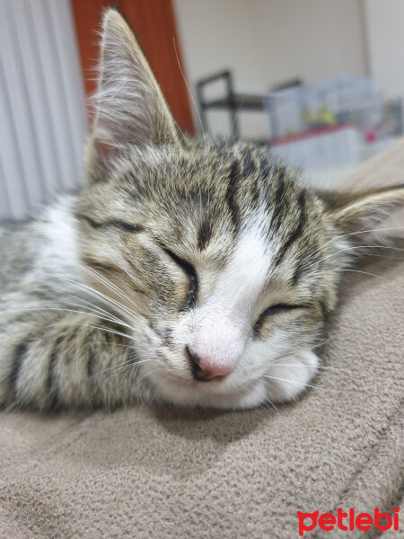 Egyptian Maular, Kedi  Maya fotoğrafı