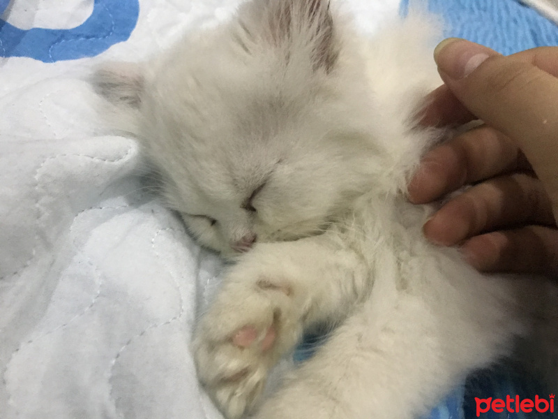 İran Kedisi (Persian), Kedi  seker fotoğrafı