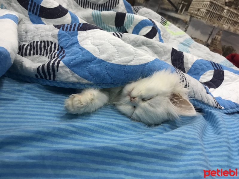 İran Kedisi (Persian), Kedi  seker fotoğrafı
