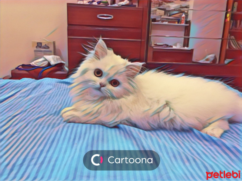 İran Kedisi (Persian), Kedi  seker fotoğrafı