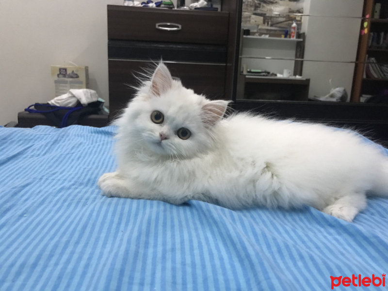 İran Kedisi (Persian), Kedi  seker fotoğrafı