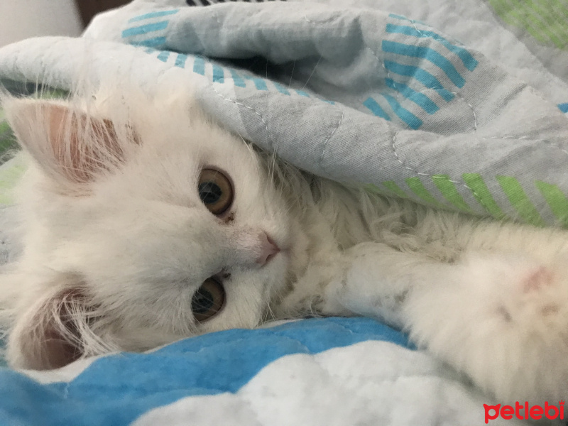 İran Kedisi (Persian), Kedi  seker fotoğrafı