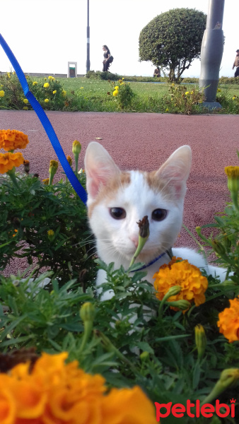 Tekir Kedi, Kedi  Şanslı fotoğrafı