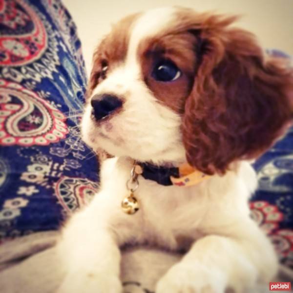 King Charles Spaniel, Köpek  Tarçın fotoğrafı