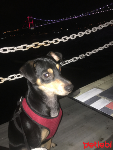 Minyatür Pinscher, Köpek  Aleks fotoğrafı