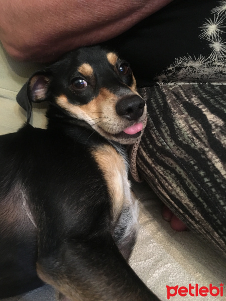 Minyatür Pinscher, Köpek  Aleks fotoğrafı