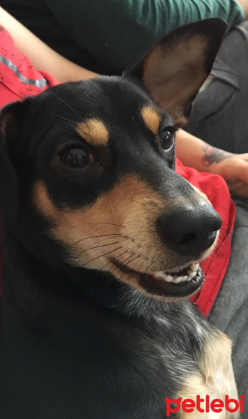 Minyatür Pinscher, Köpek  Aleks fotoğrafı