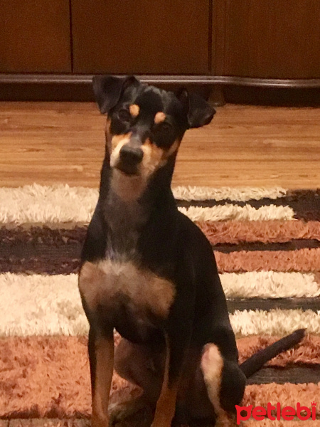 Minyatür Pinscher, Köpek  Aleks fotoğrafı