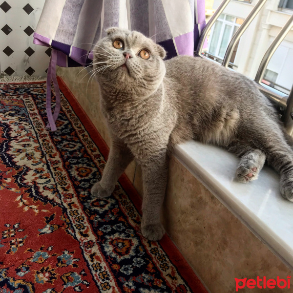 Scottish Fold, Kedi  Burçak fotoğrafı