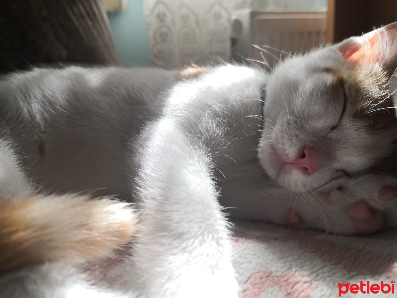 Sarman, Kedi  Sütlaç fotoğrafı