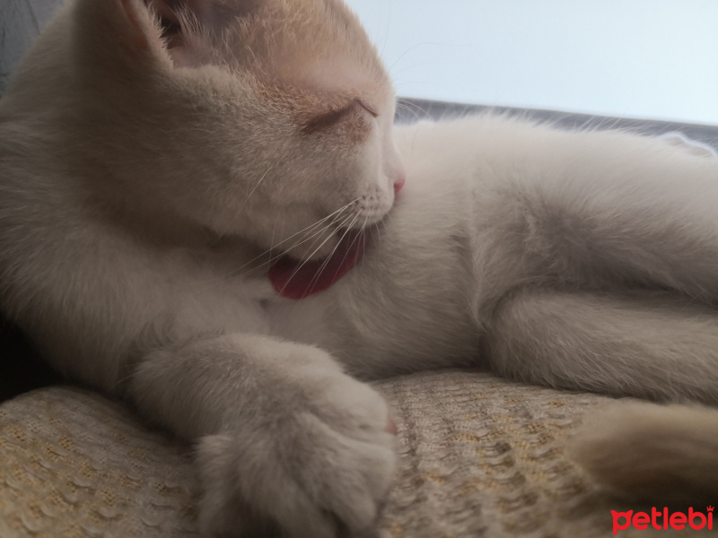 Sarman, Kedi  Sütlaç fotoğrafı