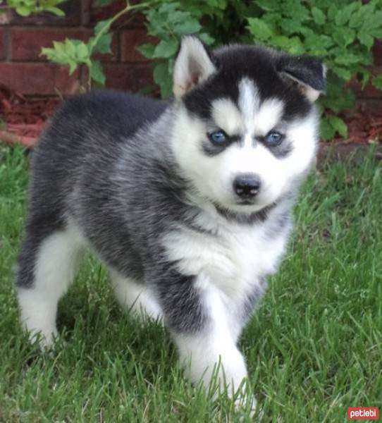 Sibirya Kurdu (Husky), Köpek  Sibirya Kurdu Yavrusu Alınır Detaylar ---> fotoğrafı