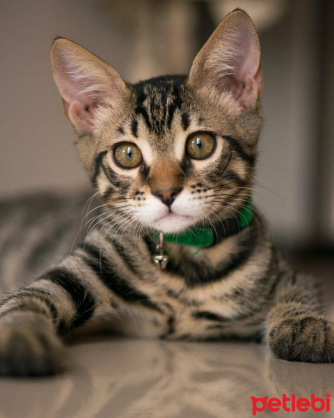 Tekir Kedi, Kedi  efe fotoğrafı