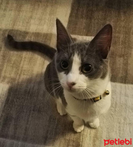 Tuxedo (Smokin) Kedi, Kedi  çubuk fotoğrafı