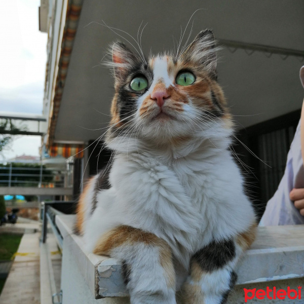 Tekir Kedi, Kedi  Karamel fotoğrafı