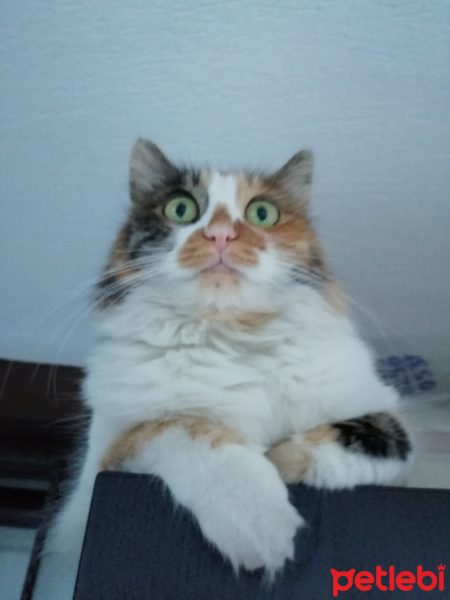 Tekir Kedi, Kedi  Karamel fotoğrafı