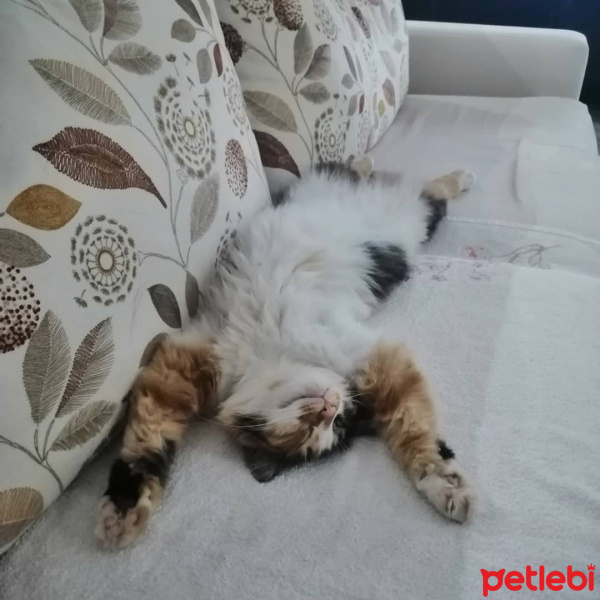 Tekir Kedi, Kedi  Karamel fotoğrafı