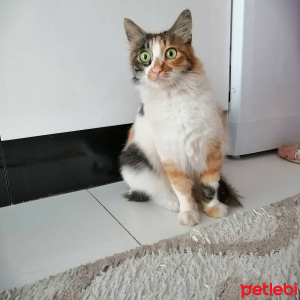 Tekir Kedi, Kedi  Karamel fotoğrafı
