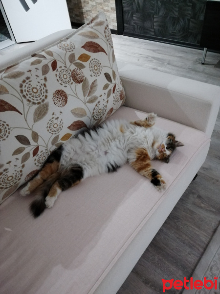 Tekir Kedi, Kedi  Karamel fotoğrafı