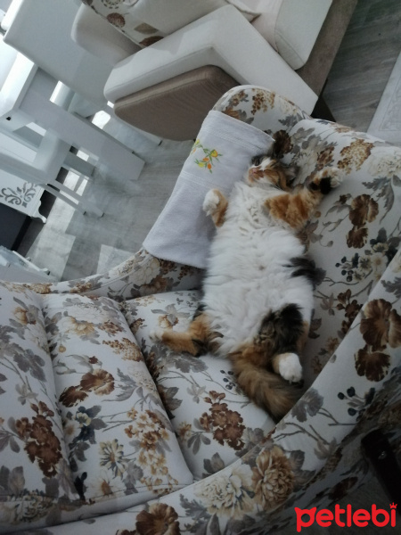 Tekir Kedi, Kedi  Karamel fotoğrafı