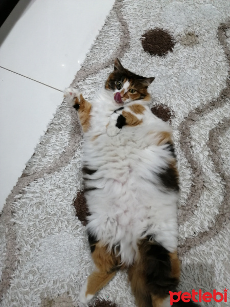 Tekir Kedi, Kedi  Karamel fotoğrafı