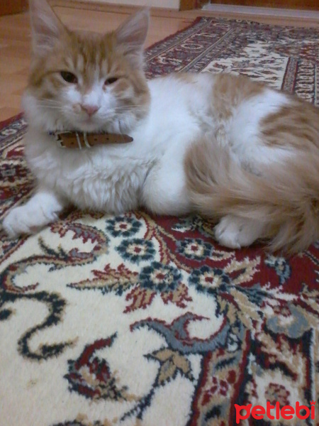 Munchkin, Kedi  tarçın fotoğrafı